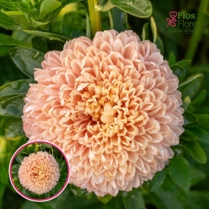 Ķīnas astere - Chrisantella Pink Mother-of-Pearl. SĒKLAS _25s