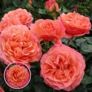 Roze - Coral Lions-Rose / KORzwanlio (Floribundroze)