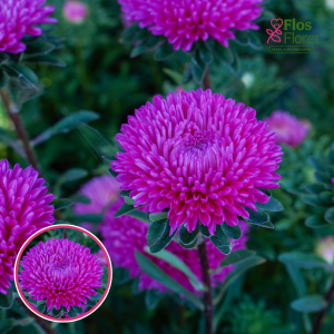 Ķīnas astere - Lady Coral Dark Rose. SĒKLAS _25s