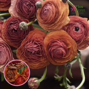 Z8. Āzijas gundegas - Aviv Picotee (cafe)