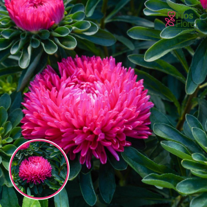 Ķīnas astere - Chrisantella Runaway Bride . SĒKLAS _25s