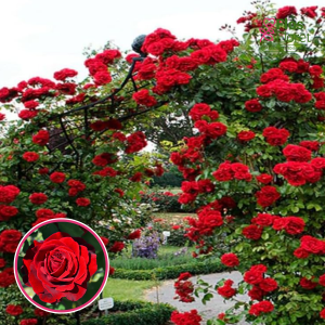 Roze - Don Juan (Vīteņroze)