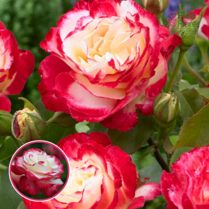 Roze - Double Delight ANDeli (Tējhibrīdroze)