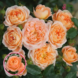 Roze - Dream Orange (Tējhibrīdroze)