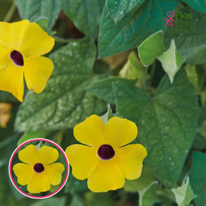 O59. Tunbergija - Sunny Susy Gold