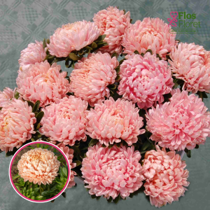 Ķīnas astere - Tower Paeonien Chamois. SĒKLAS _25s