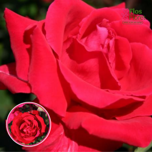 Roze - E. Morse (Tējhibrīdroze)