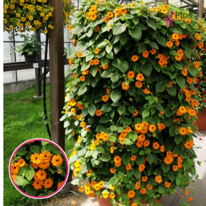 O60. Tunbergija - Sunny Susy New Orange