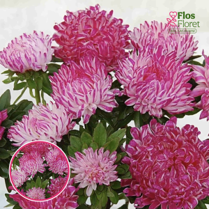 Ķīnas astere - Tower Crimson White Striped. SĒKLAS _25s