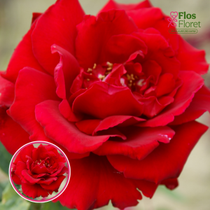 Roze - Erotika Eroica (Tējhibrīdroze)