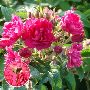 Roze - F.J. Grootendorst (Krūmroze)