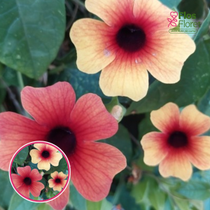 O62. Tunbergija - Sunny Susy Tiger Eye