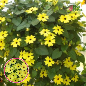 O63. Tunbergija - Sunny Susy Yellow Dark Eye