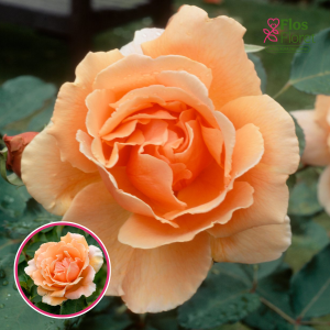 Roze - Just Joey (Tējhibrīdroze)