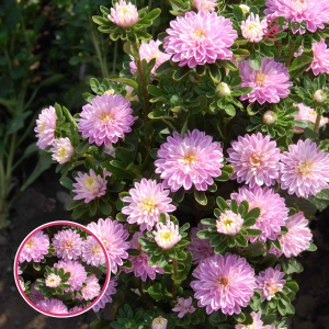 Ķīnas astere - Trobador Soft Rose. SĒKLAS _25s