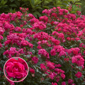 Roze - Knock Out RADrazz (Krūmroze)