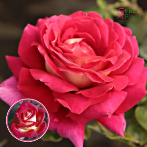 Roze - Kronenbourg (Tējhibrīdroze)