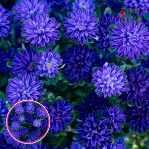 Ķīnas astere - Trobador Dark Blue. SĒKLAS _25s