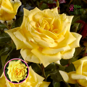 Roze - Landora Sunblest (Tējhibrīdroze)