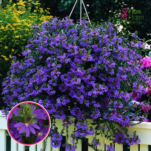 O67. Skaivola - Krastlobēlija - Saphira Blue