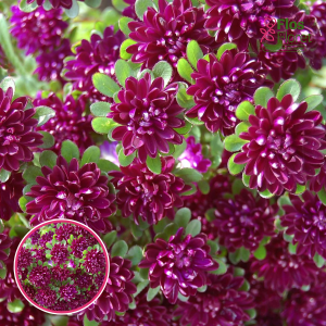 Ķīnas astere - Trobador Purple Black. SĒKLAS _25s