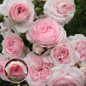 Roze - Larissa KORbaspro (Floribundroze)