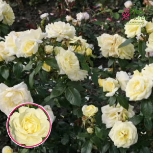 Roze - Limona KORmonali (Tējhibrīdroze)