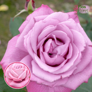 Roze - Liparfum (Tējhibrīdroze)