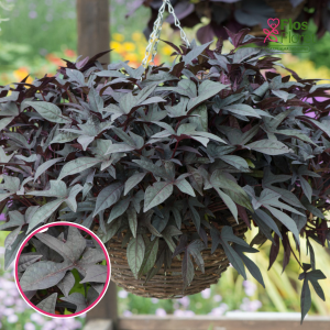 O70. Ipomeja - Sweet Caroline Purple