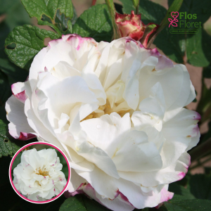 Roze - Louise Bugnet (Krūmroze)