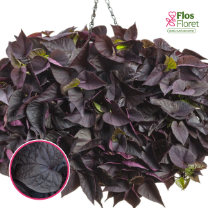 O71. Ipomeja - Sweetheart Jet Black