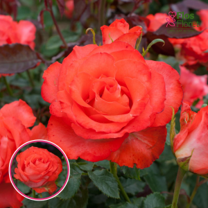 Roze - Marieken (Floribundroze)