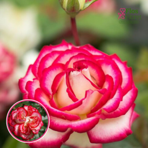 Roze - Mauritius Intercomtiruam (Tējhibrīdrozes)