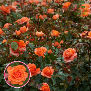 Roze - Meilove Orange (Floribundroze)