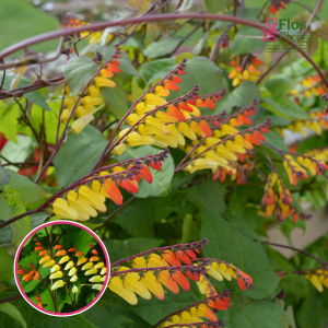 O75. Lēverainā ipomeja - Feuerzunge