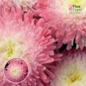 Ķīnas astere - Rose of Shanghai Rose-White. SĒKLAS _25s