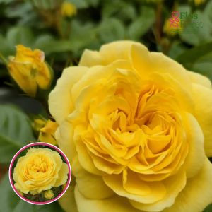 Roze - Meilove Yellow MEItongas (Floribundroze)