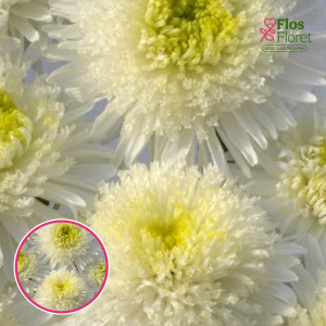 Ķīnas astere - Rose of Shanghai White. SĒKLAS _25s