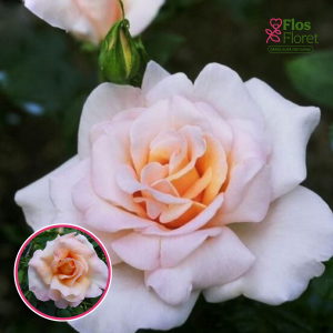 Roze - Michèle Meilland (Tējhibrīdroze)