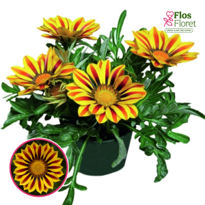 O77. Gazānija - Big Kiss YELLOW FLAME