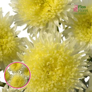 Ķīnas astere - Rose of Shanghai Yellow. SĒKLAS _25s