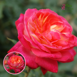 Roze - Midsummer TAN 02280 (Floribundroze)