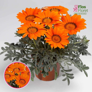 O78. Gazānija - Siesta Frosty Orange