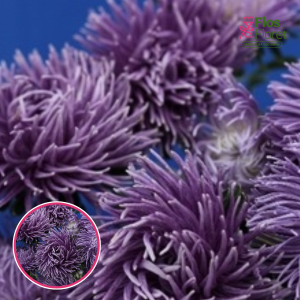 Ķīnas astere - Dragon, Blue Frost . SĒKLAS _25s