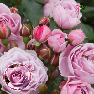 Roze - Nautica KORcharblu (Floribundroze)