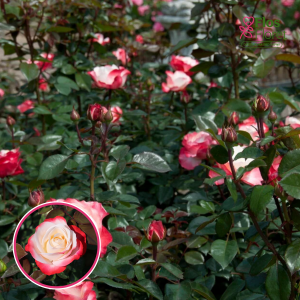 Roze - Nostalgie TANeiglat (Tējhibrīdroze)