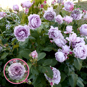 Roze - Novalis KORfriedhar (Floribundroze)