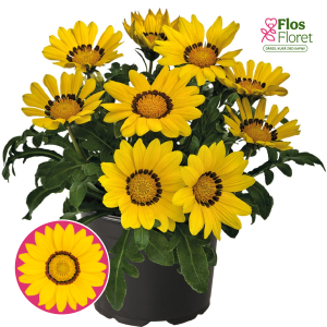 O81. Gazānija -  Zany Yellow