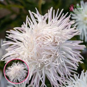 Ķīnas astere - Dragon, Rose Frost . SĒKLAS _25s