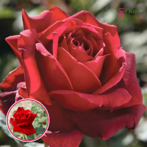 Roze - Oklahoma (Tējhibrīdroze)